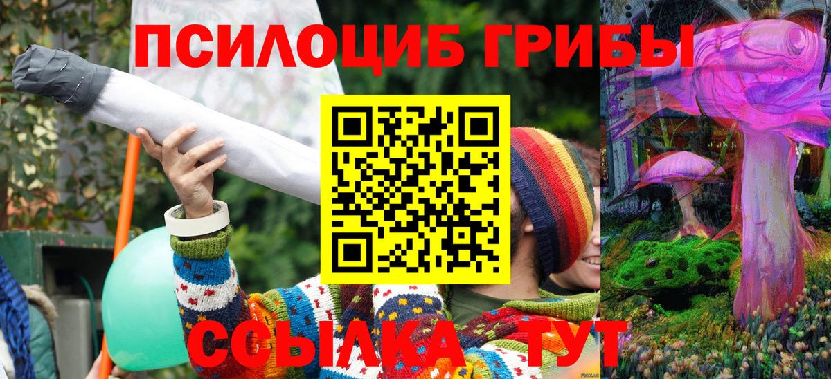 Псилоцибиновые грибы Psilocybe Санкт-Петербург